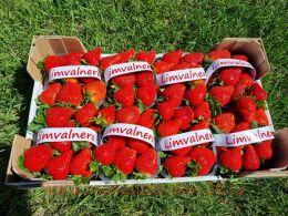 �������� ���������� (Limvalnera) 5