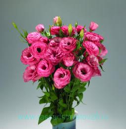   grandiflorum Advantage Cherry Sorbet 6