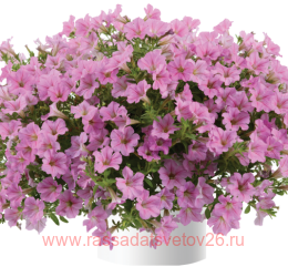  Littletunia Pink 136