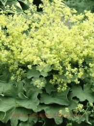 �������� ������ Robustica