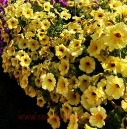  ALPETUNIA YELLOW DARK CENTE 8