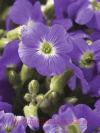 �������� Florado Blue Eye 7