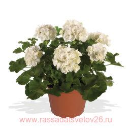   Survivor Idols White 159