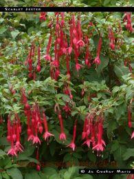  Scarlet Jaster