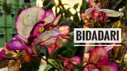 Butterfly Bidadari 66