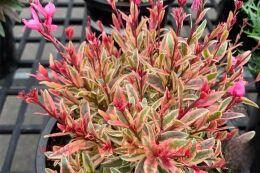 ����� "Passionate Rainbow" 1