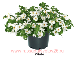 ������ MEGACOPA WHITE 3