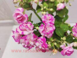  Double Rose Bicolor 46