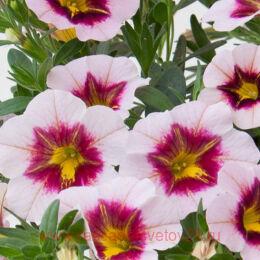 ���������� Mini Famous Uno	Pink Purple Splash 34