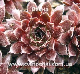  Pink grapefruit/  147