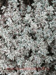 ������ ��������������� Silver Queen 16