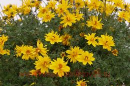 ������ SUNSHINE DOUBLE 4