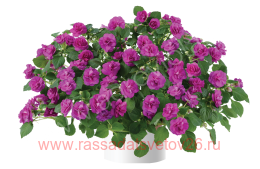   MUSICA FINE PURPLE 60