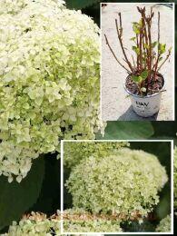 ��������� ����������� Bella Ragazza Limetta 196