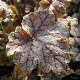 ������� Mystic Angel ����������� �����) 240