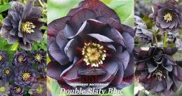 Double Slaty Blue 25