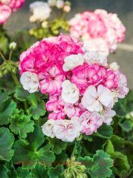 ���������� Survivor Idols� Paperbloom 5