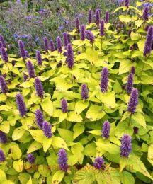  "Golden Jubilee" (  )