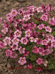 ���������� ������� Marto Rose 12