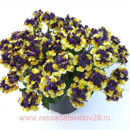  Aroma Plums and Custard 2