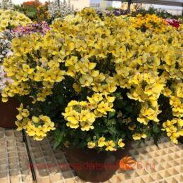 ������� NESIA INCA 1 