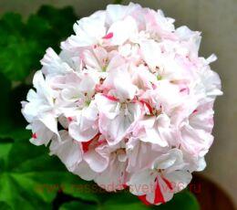 ���������� Newport