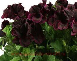   IRTA Novita Classic Blacky 200