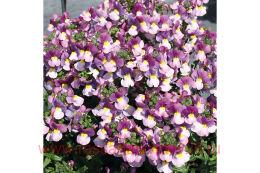 ������� Nuvo Carmine 13