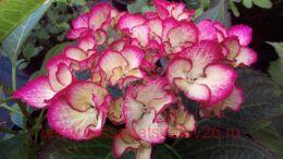   Okskaya Vesna/   250