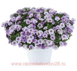 ���������� Ombre Blue 35