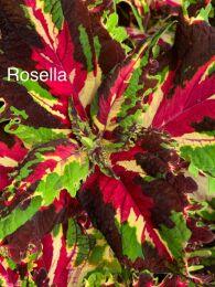 ������ Rozella 210