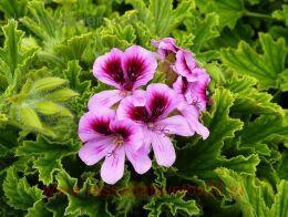   Gourmee Orange Fizz 15