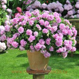 ������� Origami Pink 29
