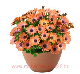 ������������ Besties Inspiring Orange 63