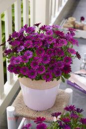 	DALINA COMPACT Purple 75