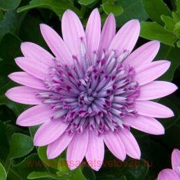  Flower Power 3D Pink 2