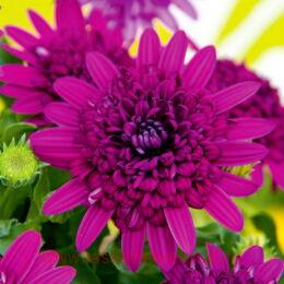  Flower Power 3D 	Purple 51