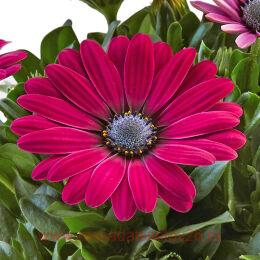  SUNNY&#174; COMPACT EMMA 40