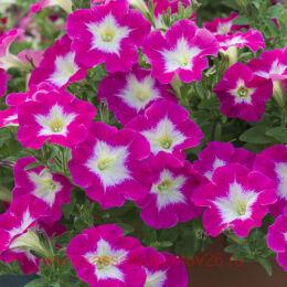  Ovation	Bright Eyes 117