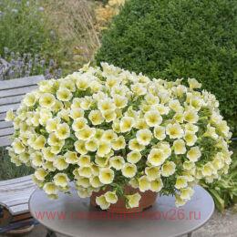  Ovation	Lemon Chimes 120