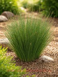 ������ Blue Dart 48