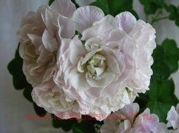 ���������� ������������ Ice Rose 147