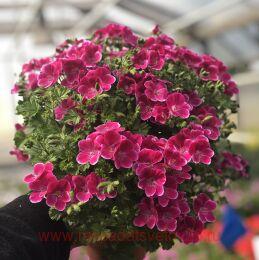   PAC Angeleyes Magenta 220