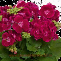 ���������� ��������� PAC� Flower Fairy� VELVET 77