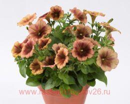  Prettytoonia Cappuccino