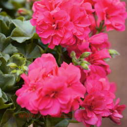   Quality Line PAC ROCKY(P) 23