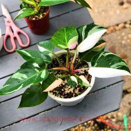 ����������� Philodendron White Princess 33