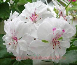 ���������� ������������ Compact Line BLANCHE ROCHE 96