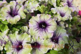  AMAZONAS PLUM COCKATOO 4