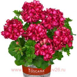 ���������� ������������ SUNFLAIR LOLLIPOP CHRIS 36